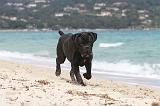 CANE CORSO 665